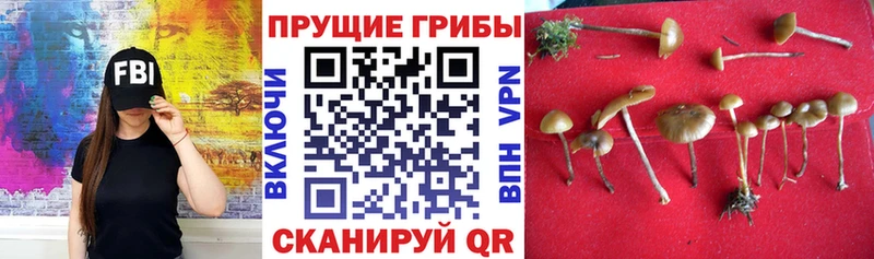 наркошоп  Симферополь  Псилоцибиновые грибы Psilocybine cubensis 